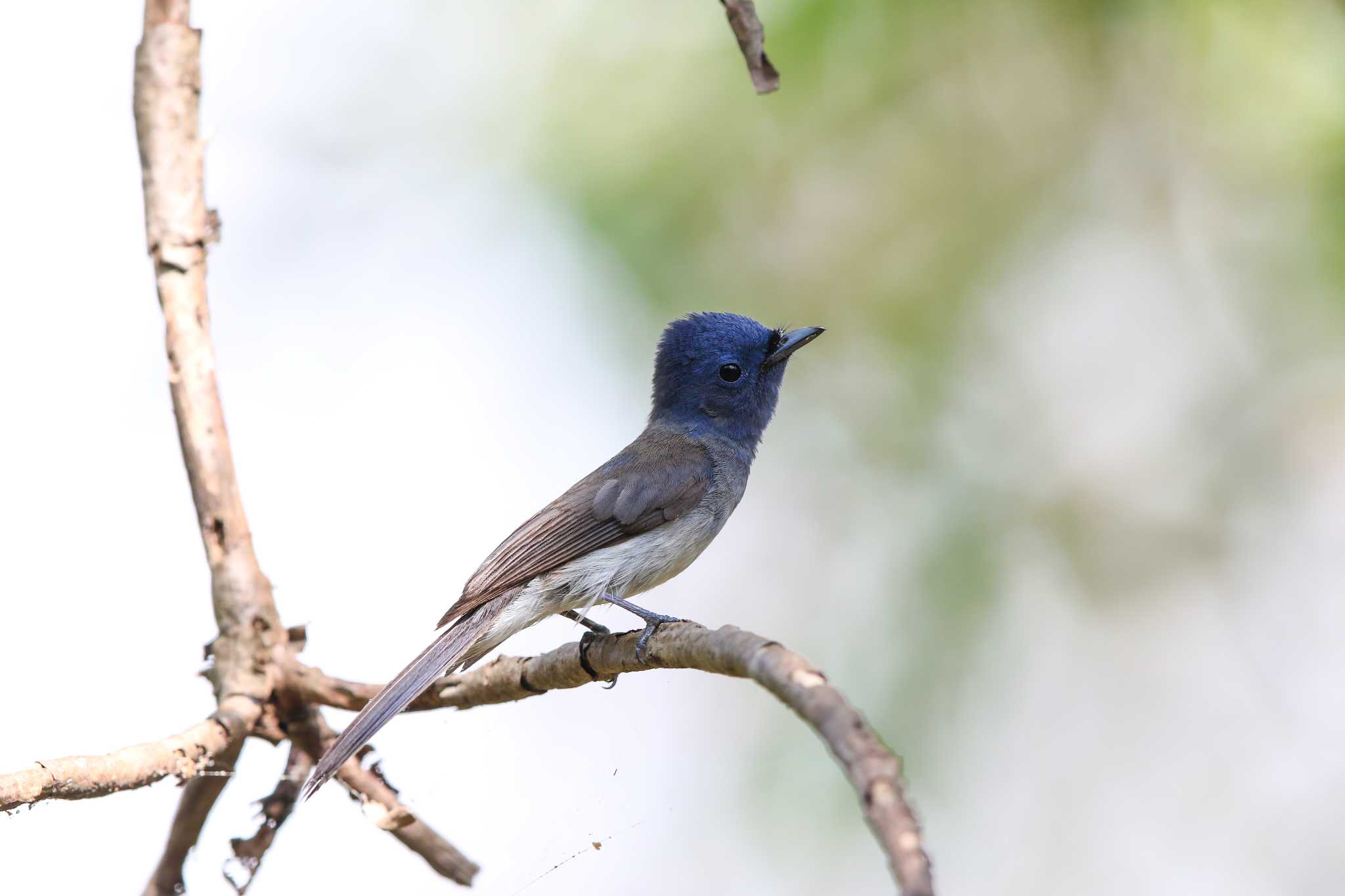 Black-naped Monarch