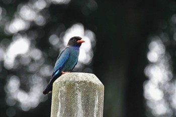 2021年7月3日(土) 松之山の野鳥観察記録