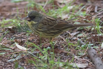 アオジ 京都府立植物園 2017年3月25日(土)