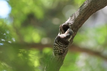 Japanese Pygmy Woodpecker 昆陽池 Wed, 7/14/2021