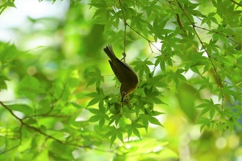 Warbling White-eye 昆陽池 Wed, 7/14/2021