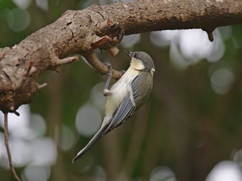 Fri, 7/9/2021 Birding report at 神戸市