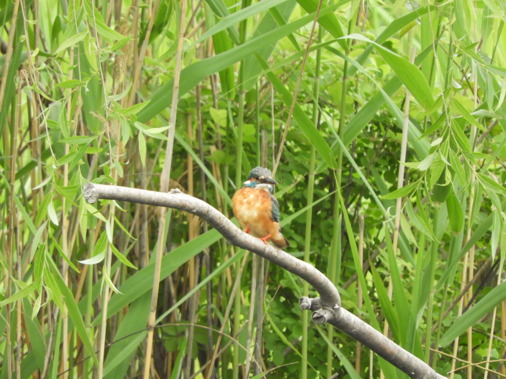 埼玉県 カワセミの写真 by どばと