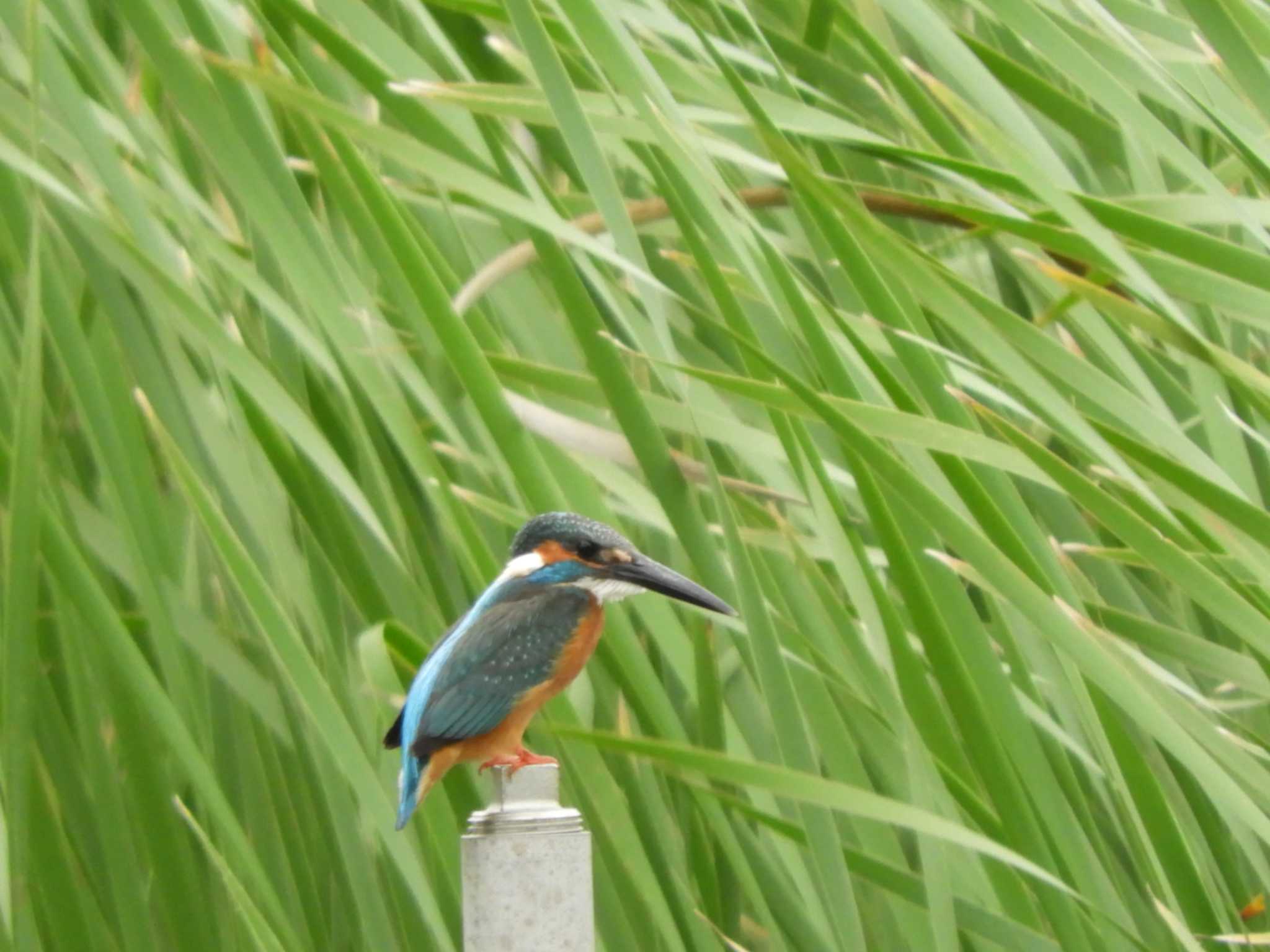 カワセミ