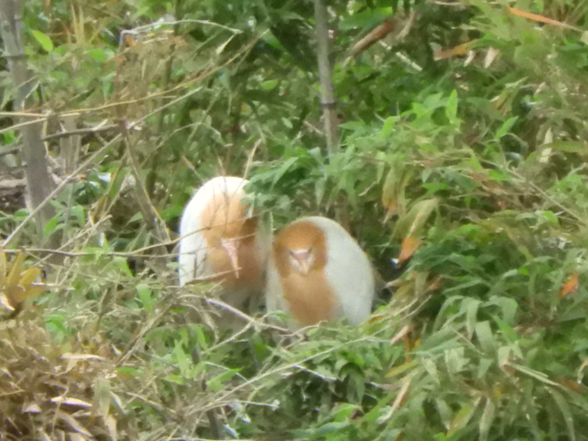 埼玉県 アマサギの写真 by どばと