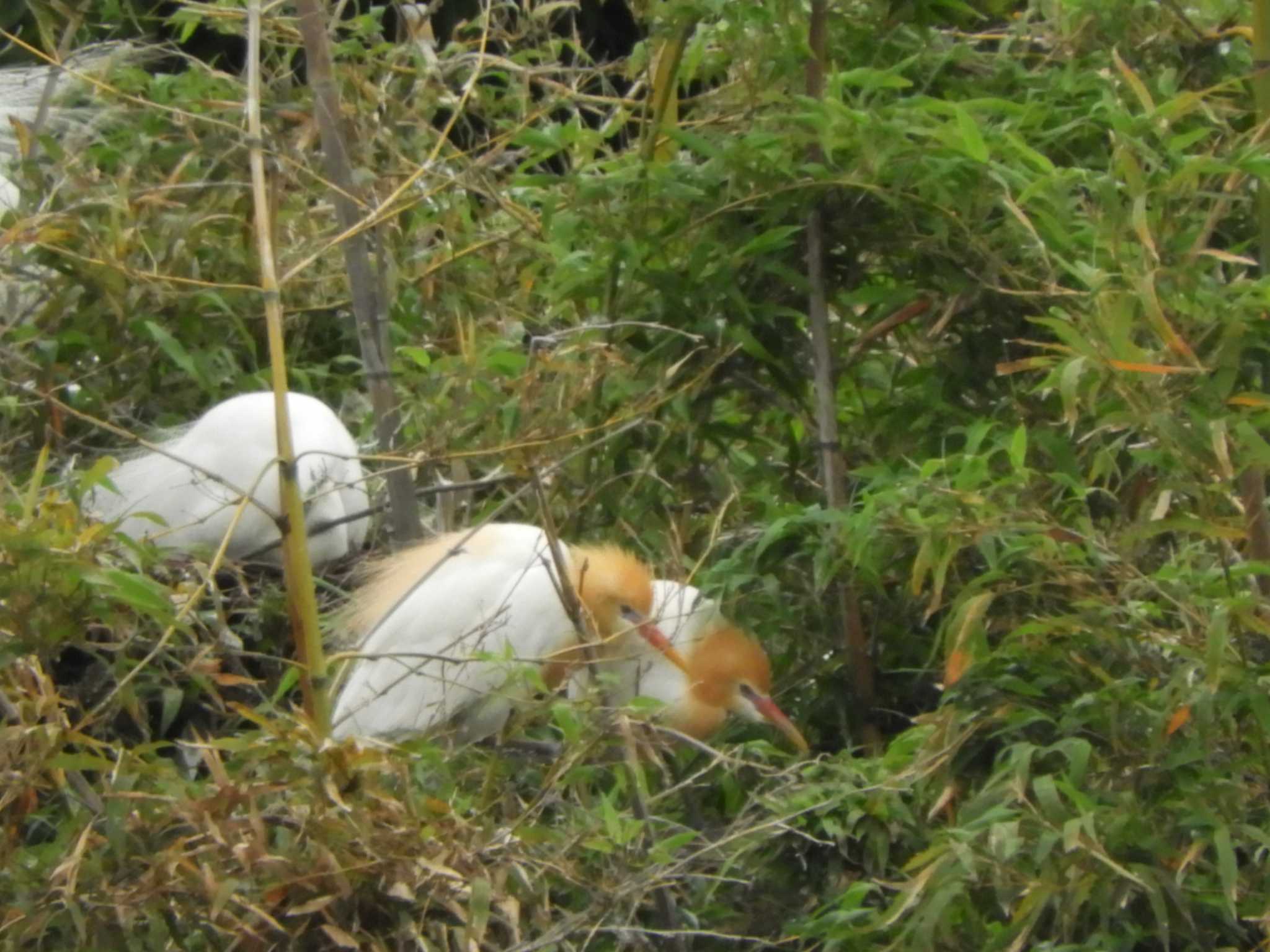 埼玉県 アマサギの写真 by どばと