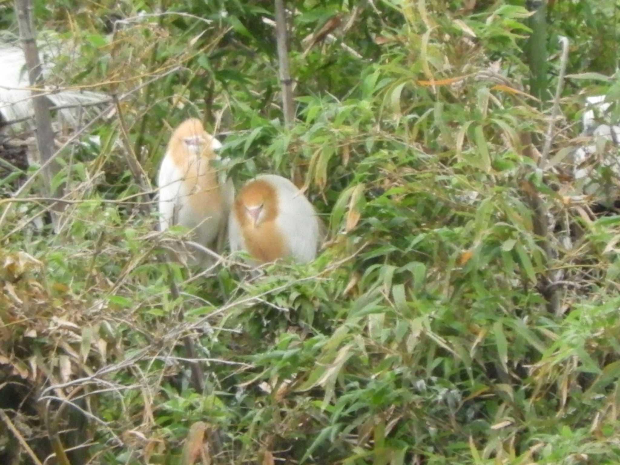 埼玉県 アマサギの写真 by どばと