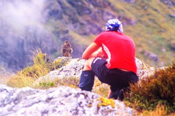 New Zealand Falcon