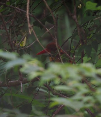 Ruddy Kingfisher Unknown Spots Sun, 7/11/2021