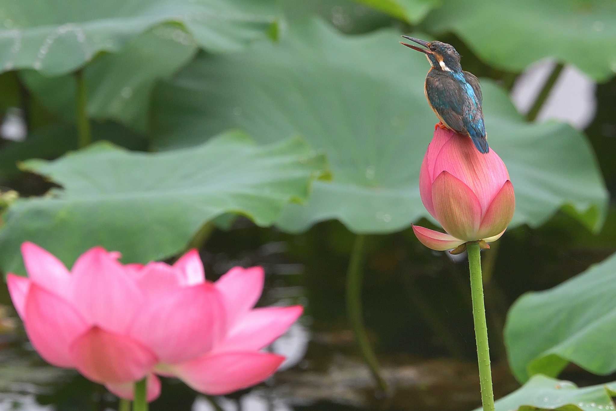 小畔水鳥の郷公園 カワセミの写真