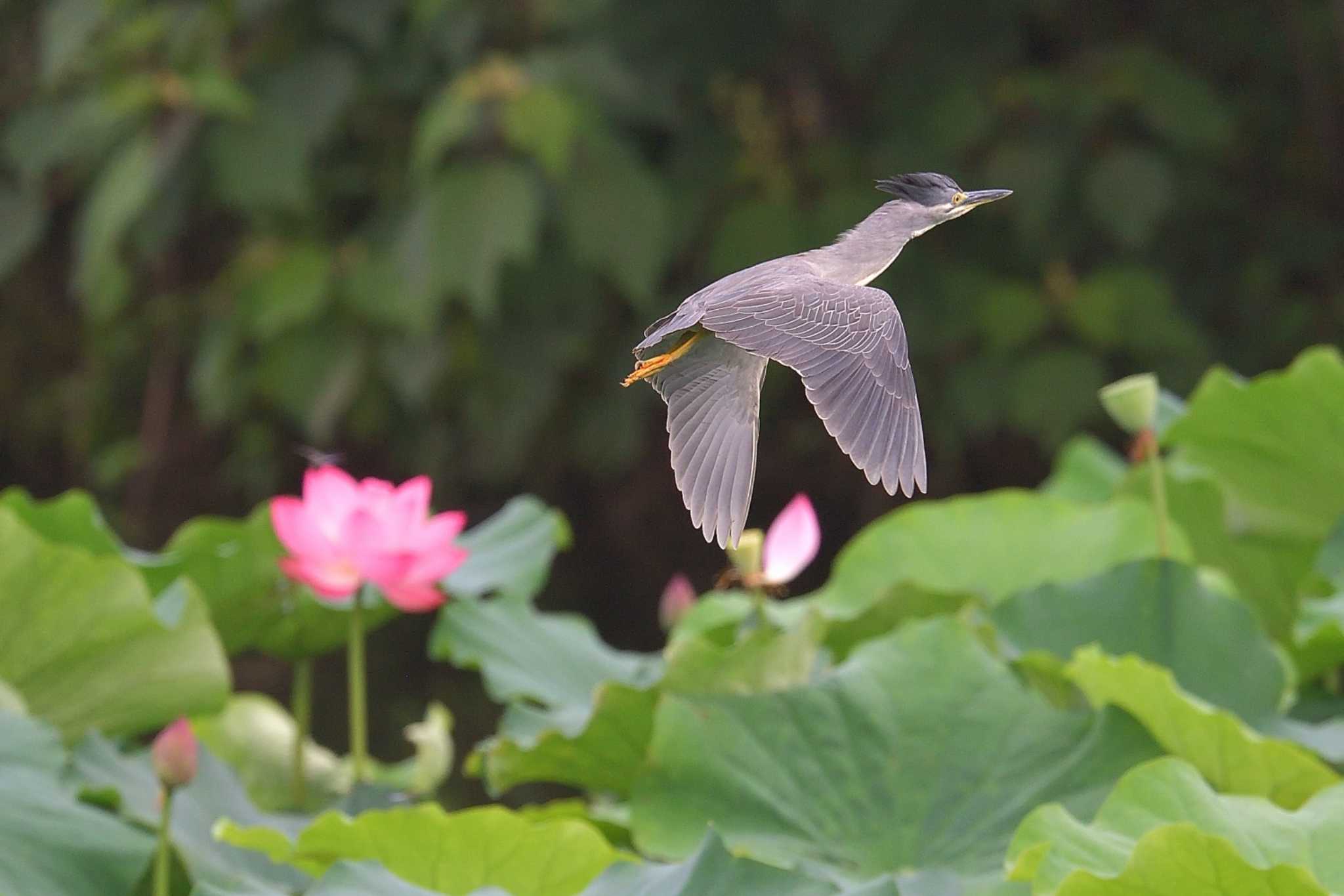 小畔水鳥の郷公園 ササゴイの写真