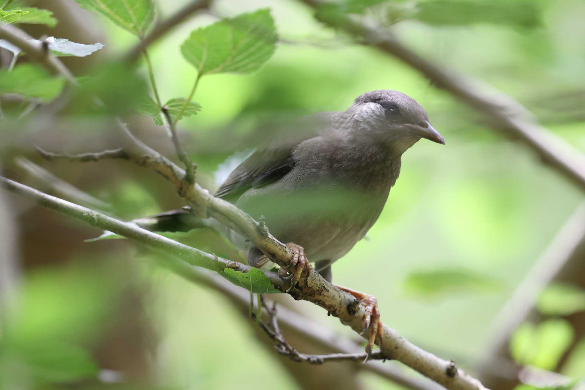 明石公園のムクドリ