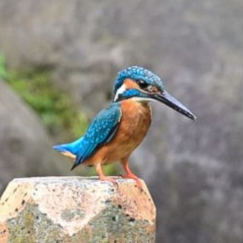 カワセミ 菊名池公園(神奈川県横浜市) 2021年7月15日(木)