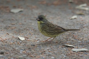 アオジ 京都府立植物園 2017年3月25日(土)