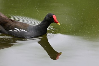 Common Moorhen 菊名池公園(神奈川県横浜市) Thu, 7/15/2021