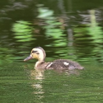 Eastern Spot-billed Duck 菊名池公園(神奈川県横浜市) Thu, 7/15/2021