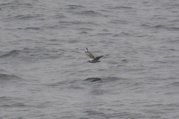 South Polar Skua