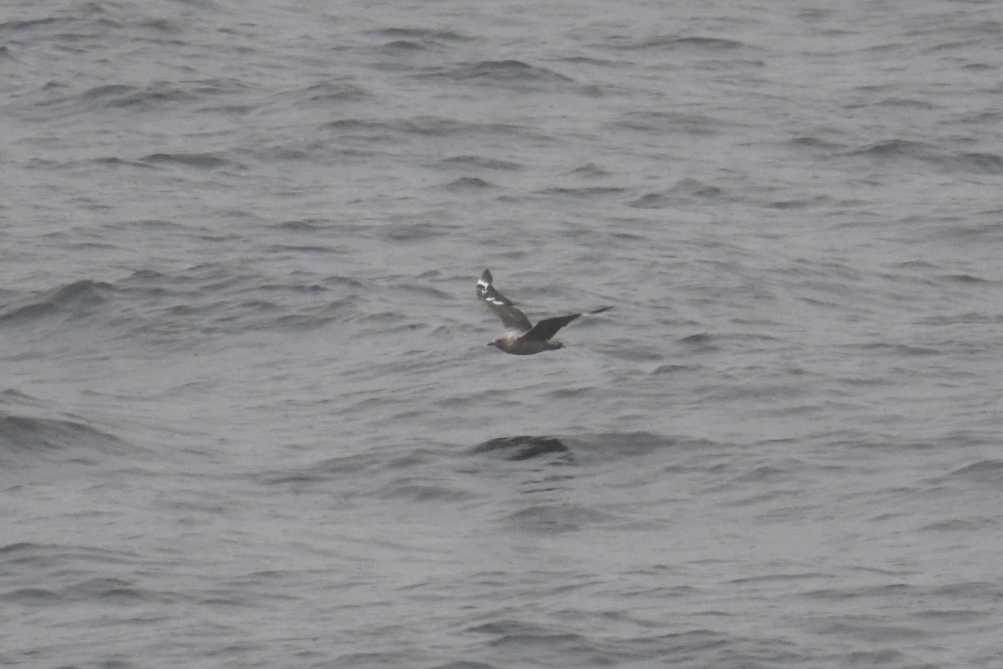 Photo of South Polar Skua at 大洗-苫小牧航路 by あひる