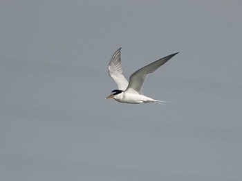 Little Tern Isanuma Thu, 7/15/2021