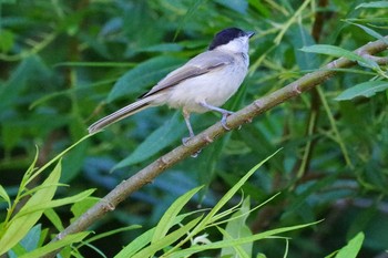 ハシブトガラ 福井緑地(札幌市西区) 2021年7月15日(木)