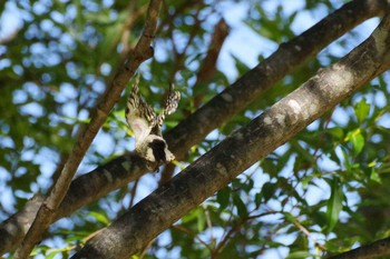 2021年7月15日(木) 福井緑地(札幌市西区)の野鳥観察記録