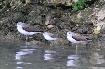 2017年3月14日(火) 与根の三角池の野鳥観察記録