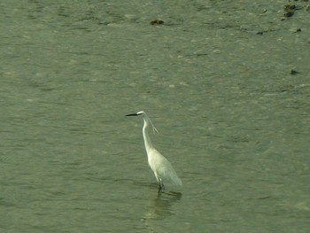 2021年7月10日(土) 酒匂川河口の野鳥観察記録