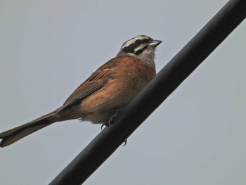 Meadow Bunting くつわ堰 Sat, 5/29/2021