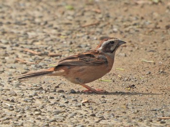 Meadow Bunting くつわ堰 Sat, 5/29/2021