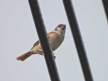 Eurasian Tree Sparrow くつわ堰 Sat, 5/29/2021