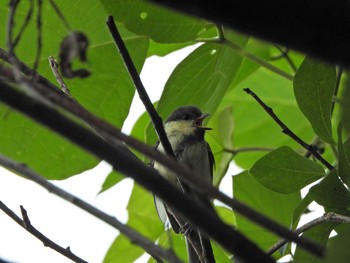 Japanese Tit くつわ堰 Sat, 5/29/2021