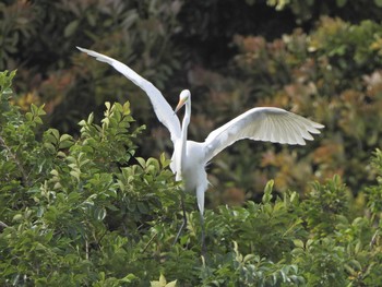 Great Egret(modesta)  くつわ堰 Sat, 5/29/2021