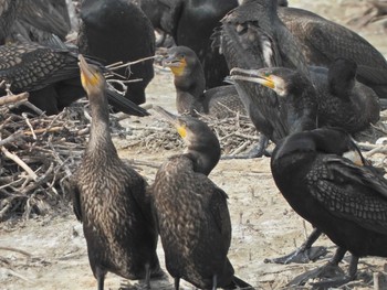 カワウ くつわ堰 2021年5月29日(土)