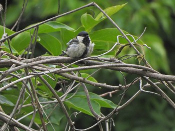 Japanese Tit 下永谷市民の森 Fri, 5/28/2021