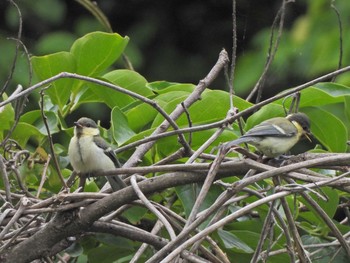 Japanese Tit 下永谷市民の森 Fri, 5/28/2021