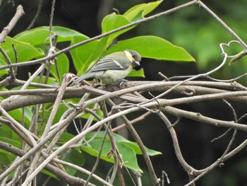 2021年5月28日(金) 下永谷市民の森の野鳥観察記録