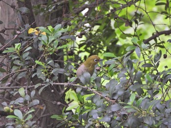 Warbling White-eye 下永谷市民の森 Fri, 5/28/2021