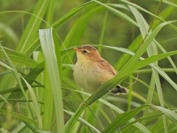 2021年6月6日(日) 湘南国際村の野鳥観察記録