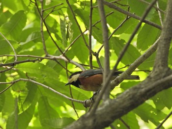 Varied Tit 下永谷市民の森 Wed, 4/28/2021