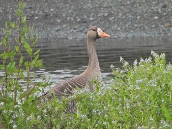 2021年5月1日(土) 酒匂川河口の野鳥観察記録