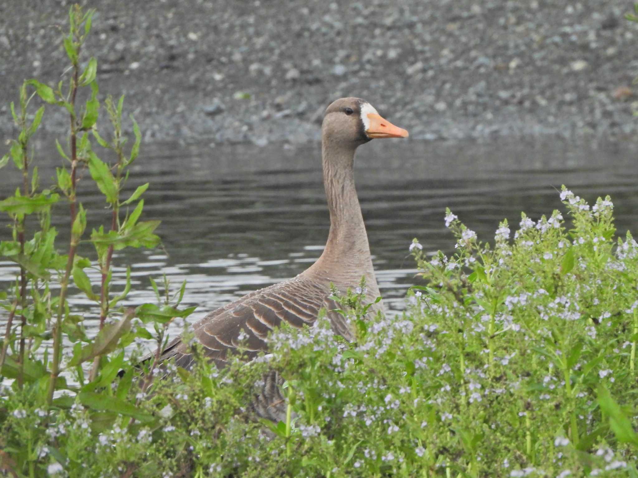 Greater White-fronted Goose