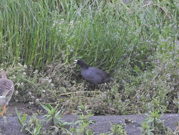 オオバン 酒匂川河口 2021年5月1日(土)