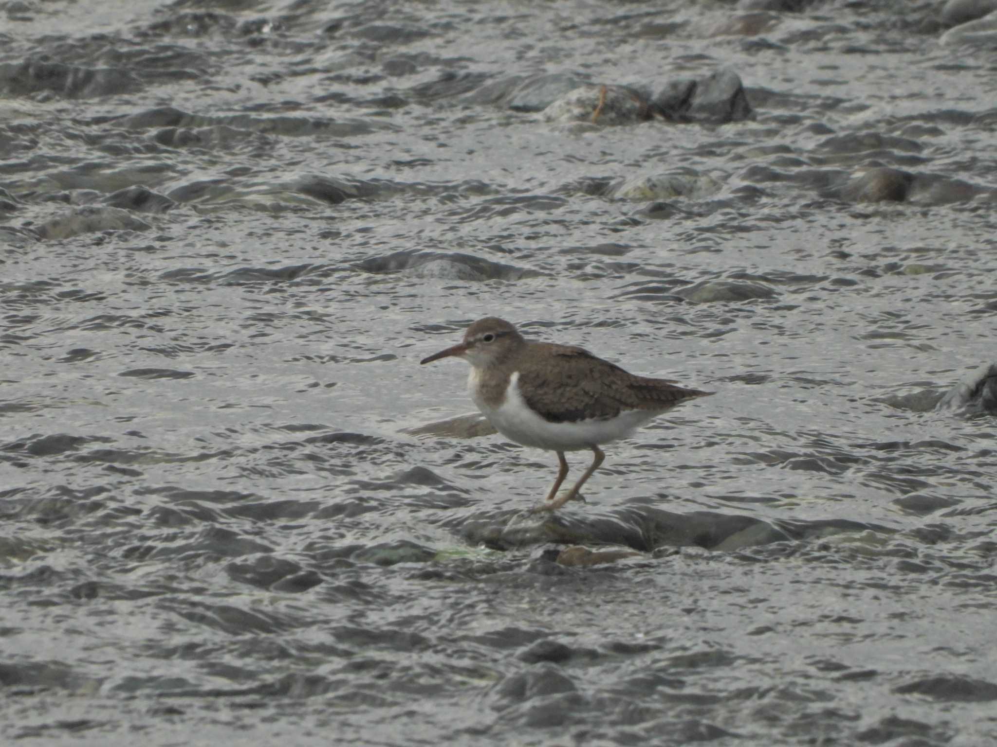 Common Sandpiper