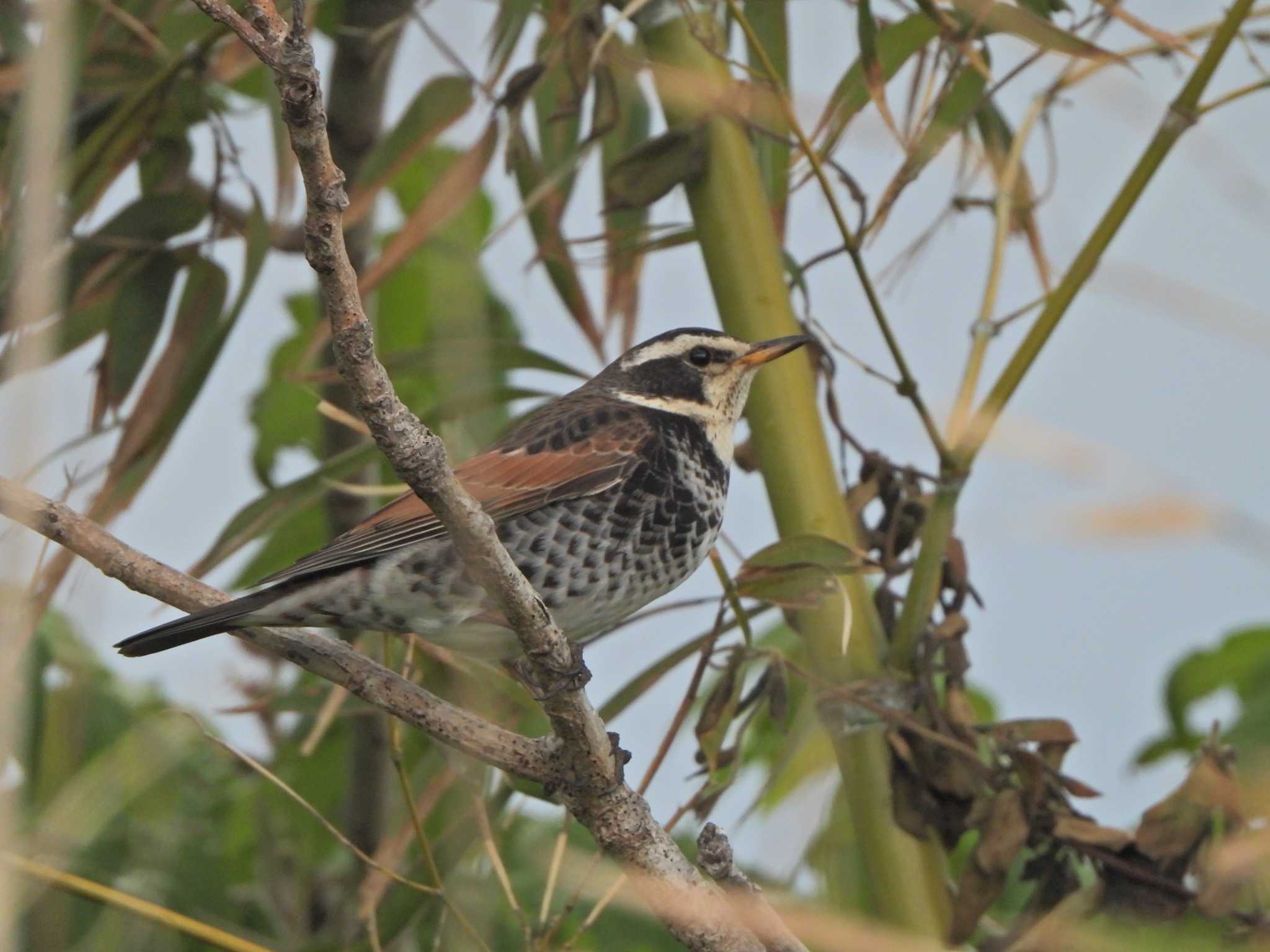 Dusky Thrush