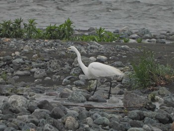 Great Egret(modesta)  酒匂川河口 Sat, 5/1/2021