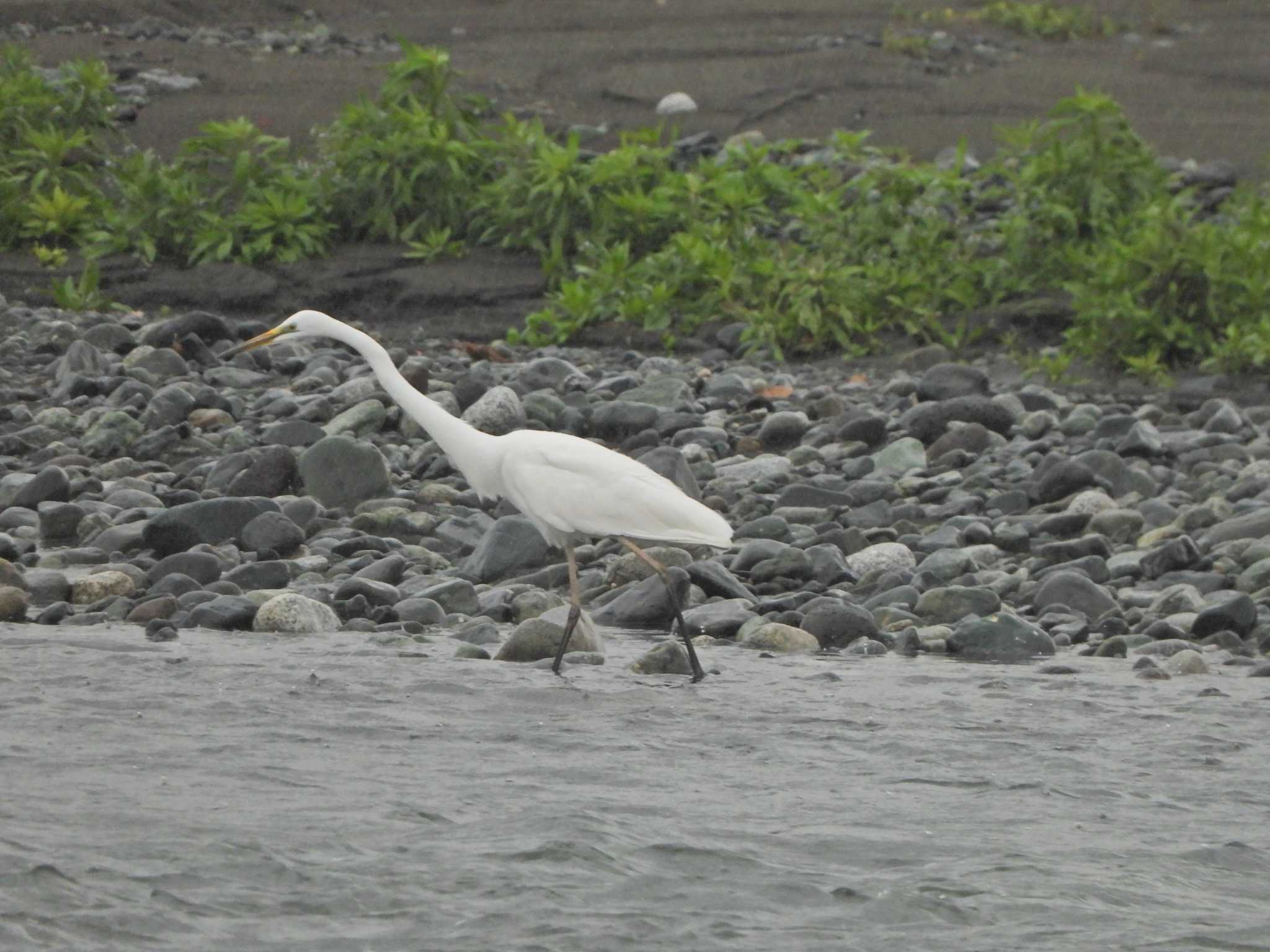 Great Egret