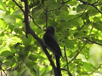 2021年5月2日(日) 下永谷市民の森の野鳥観察記録