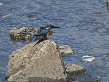 カワセミ 永谷川遊水地（遊水地から赤関橋） 2021年5月2日(日)