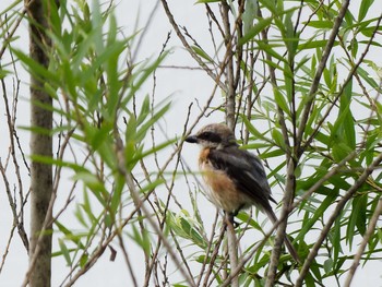 2021年7月15日(木) 新横浜公園の野鳥観察記録