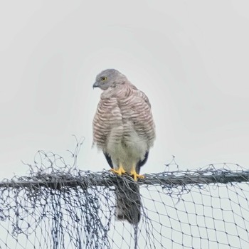 2021年7月16日(金) Pattayaの野鳥観察記録